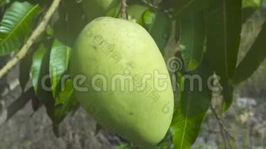 生长在水果园树上的热带芒果。在热带花园的树枝上关上芒果。